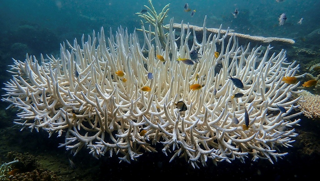 2024年3月澳洲大堡礁北部馬丁礁（Martin Reef）的珊瑚白化。攝影：Veronique Mocellin 圖片來源：Australian Institute of Marine Science