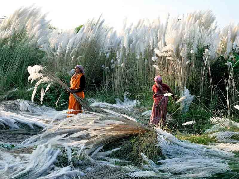 印度：收割蘆葦