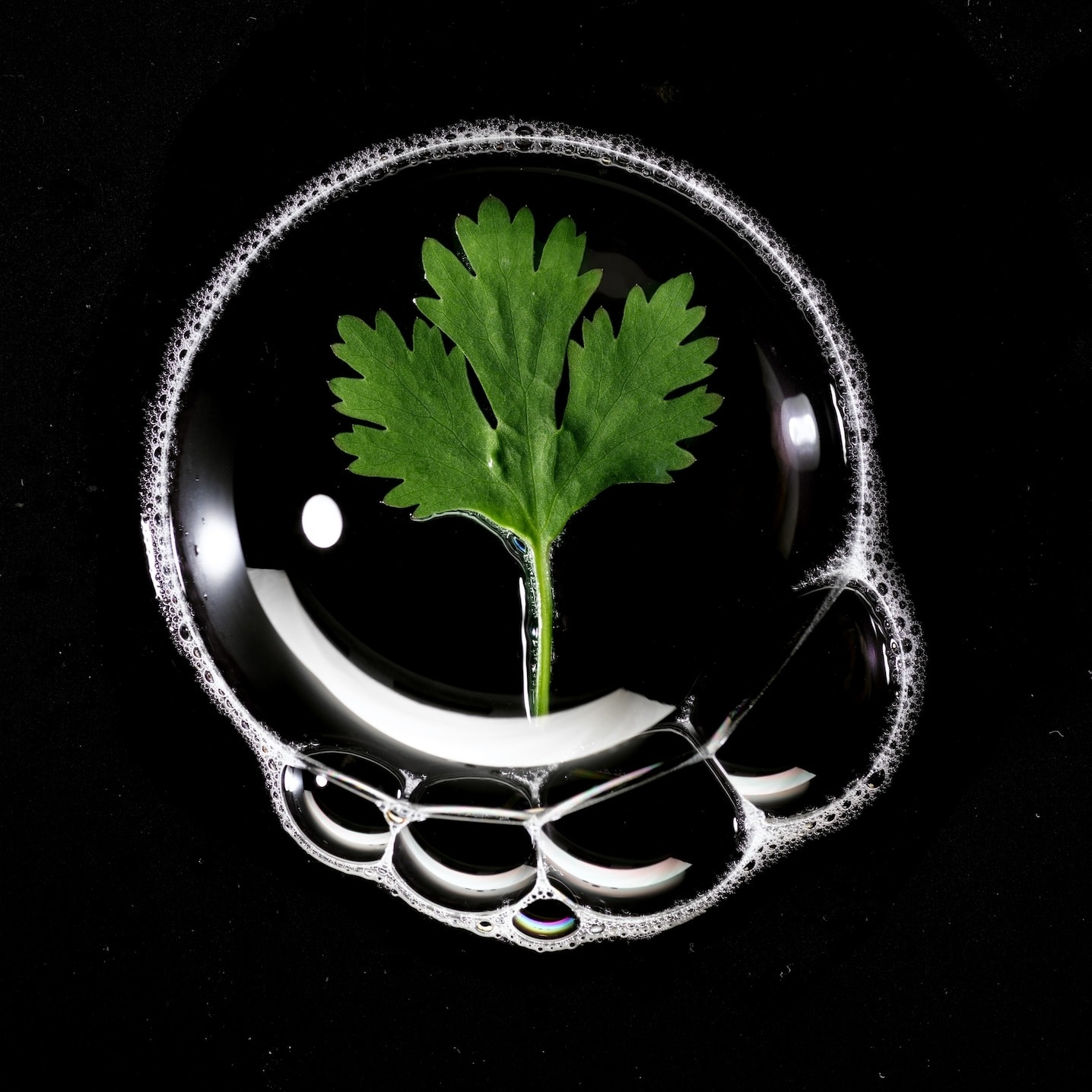 肥皂泡泡裡的一片香菜。對於擁有苦味敏感基因的人來說，這種香草的味道就跟肥皂味差不多。 Photograph by Mark Thiessen, Nat Geo Image Collection 