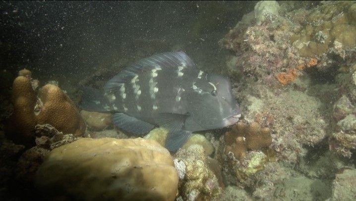 圖13.在東沙大潟湖內發現隆頭鸚哥魚的幼魚。