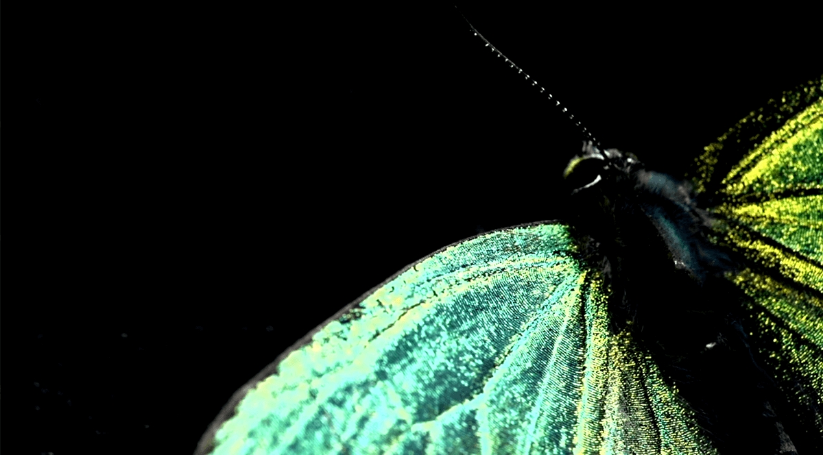 迷霧森林裡的活寶石：翠灰蝶