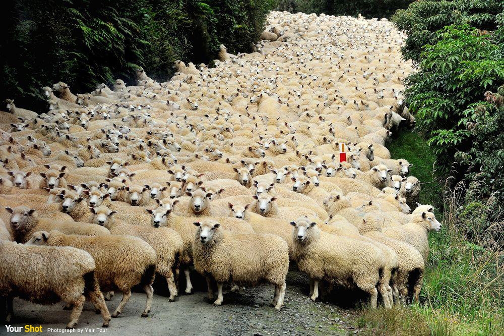 綿延羊群