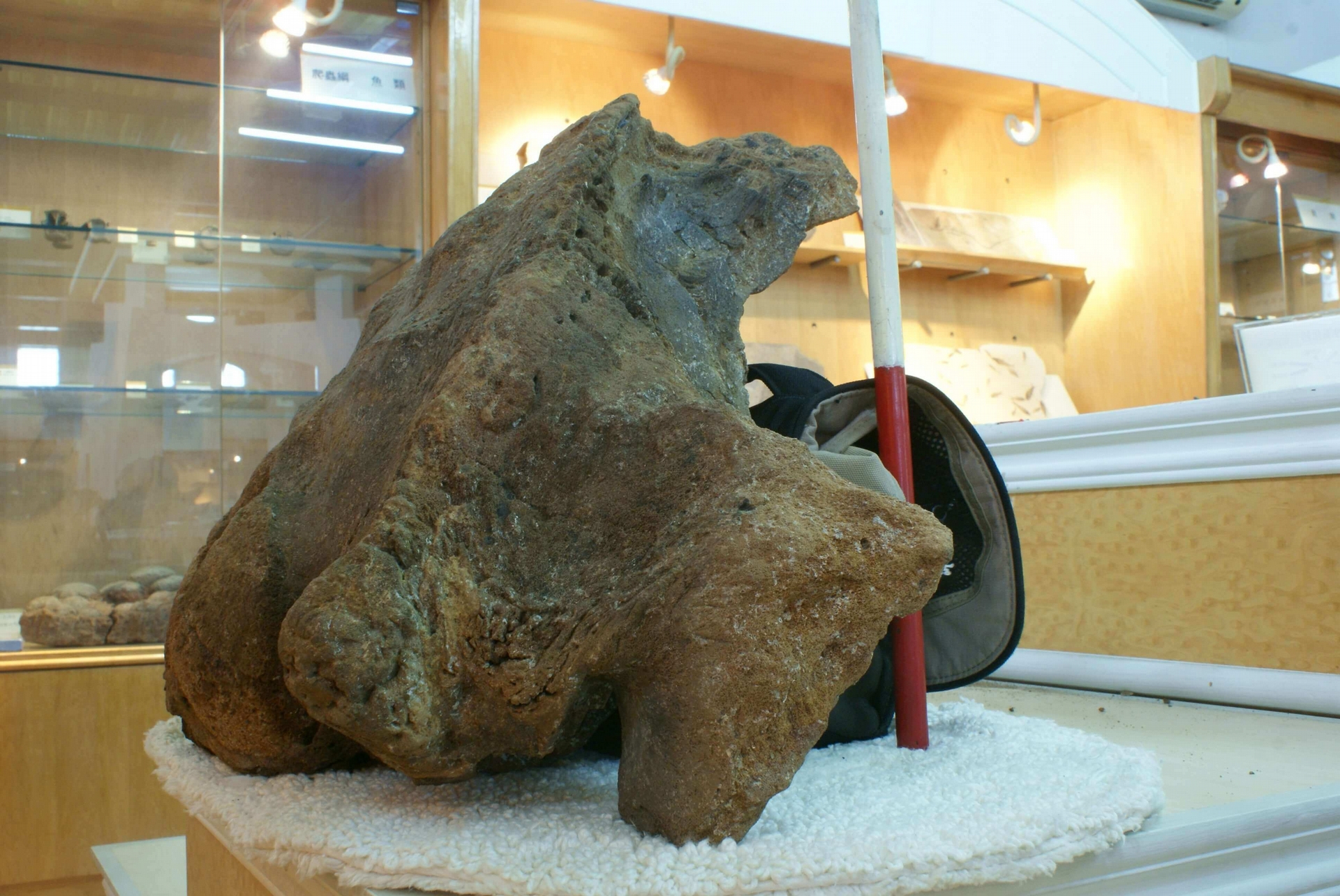 台灣的鯨魚化石告訴了我們什麼？（下）