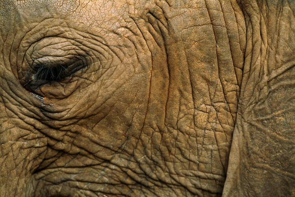 為甚麼大象和其他動物滿臉皺紋？