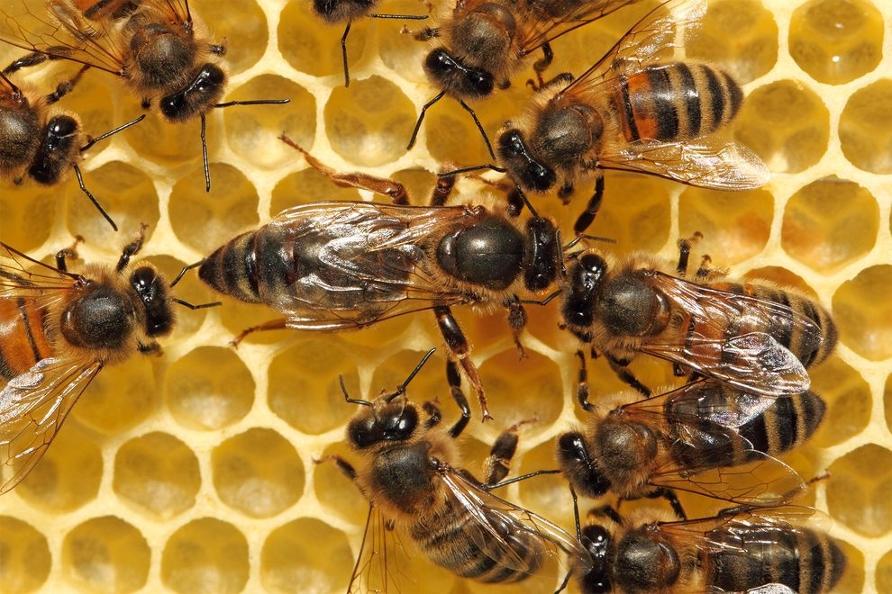 東非蜜蜂不受致命病原體影響