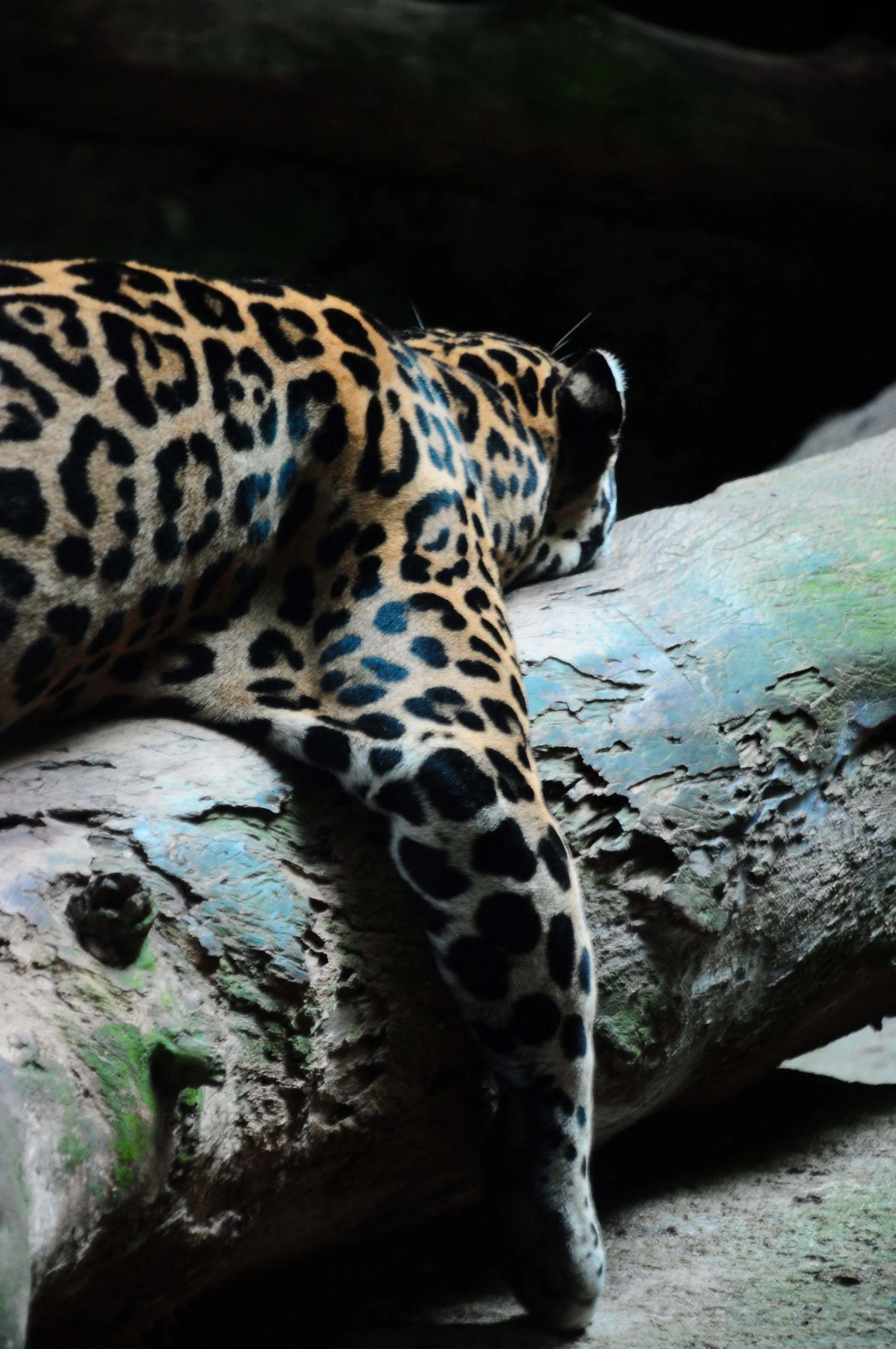 Photograph by Sara Uduwela