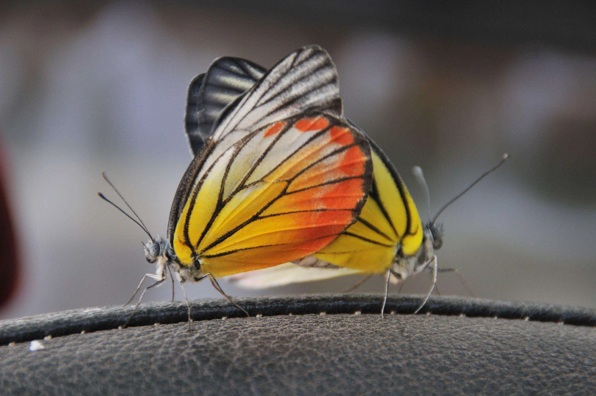 Photograph by Seoh Koon Ng