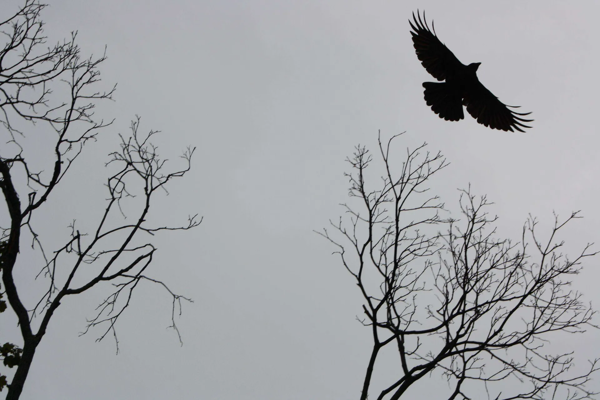 Photograph by Patrick Rodio