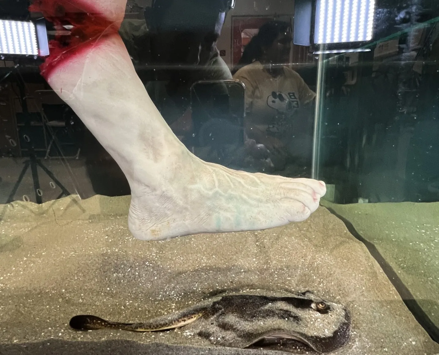 為了引起螫刺行為，STABB實驗室的科學家將一隻假足輕輕往下壓到魟魚身上。BEN PERLMAN, STABB LAB