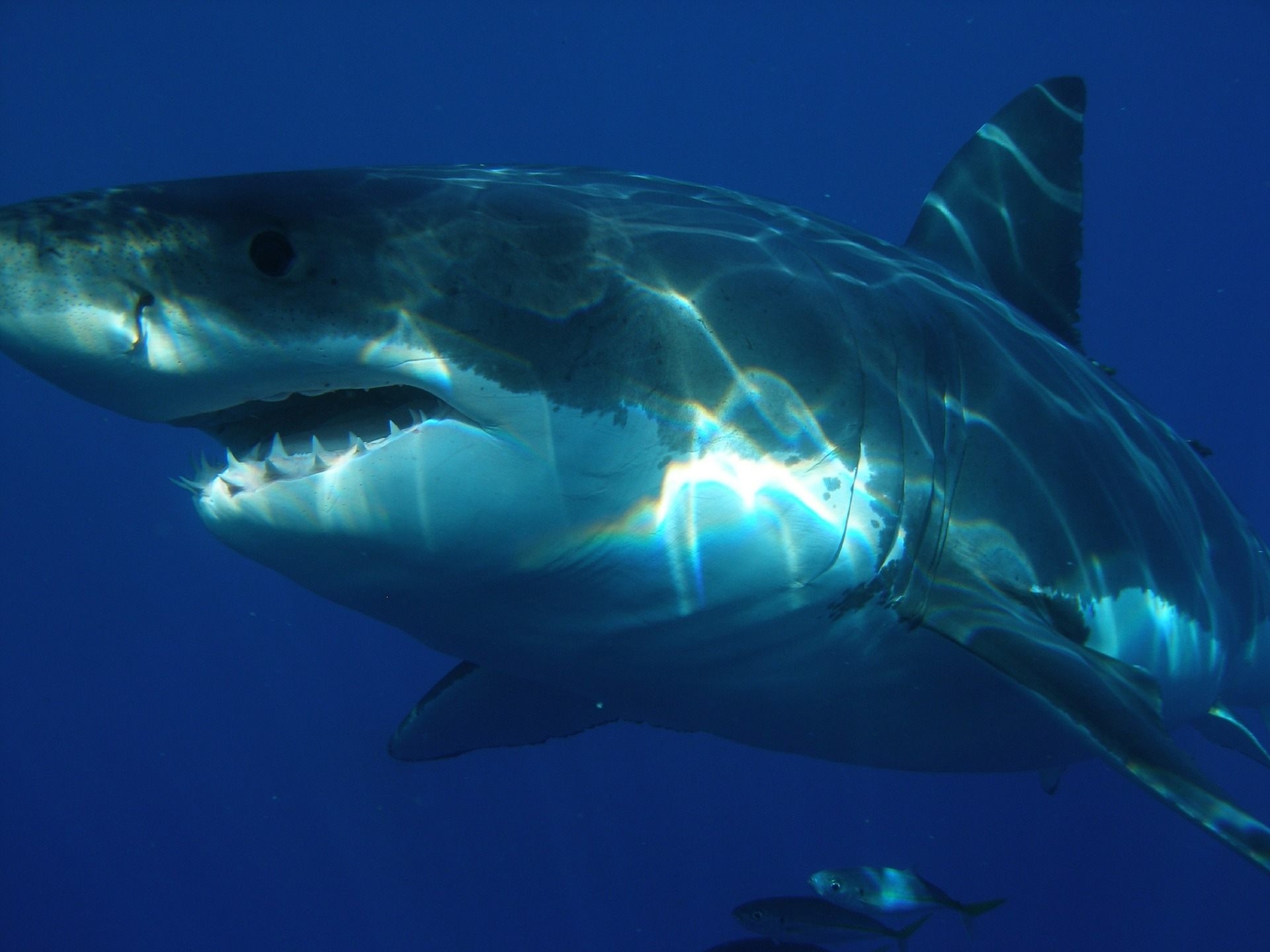 酷知識測驗：「鯊很大」的鯊魚是非題