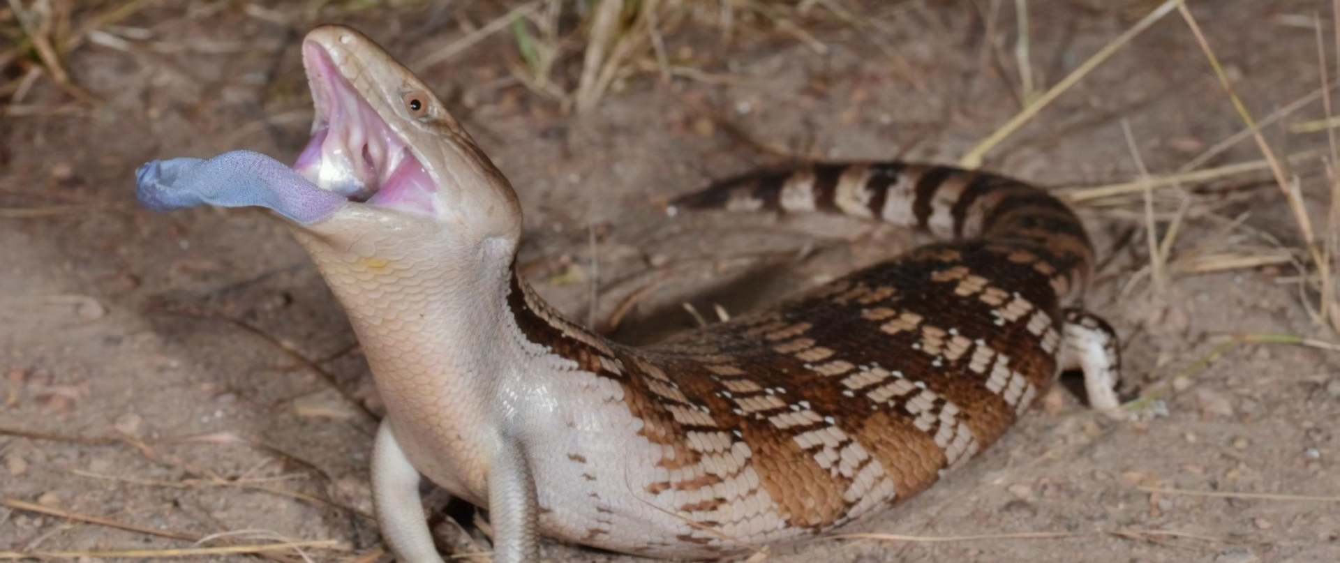 蜥蜴怎麼會有能反射紫外光的藍舌頭？