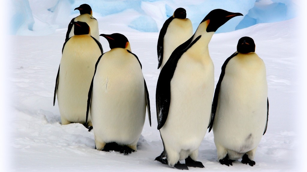 【動物好朋友】皇帝企鵝(Emperor Penguin)