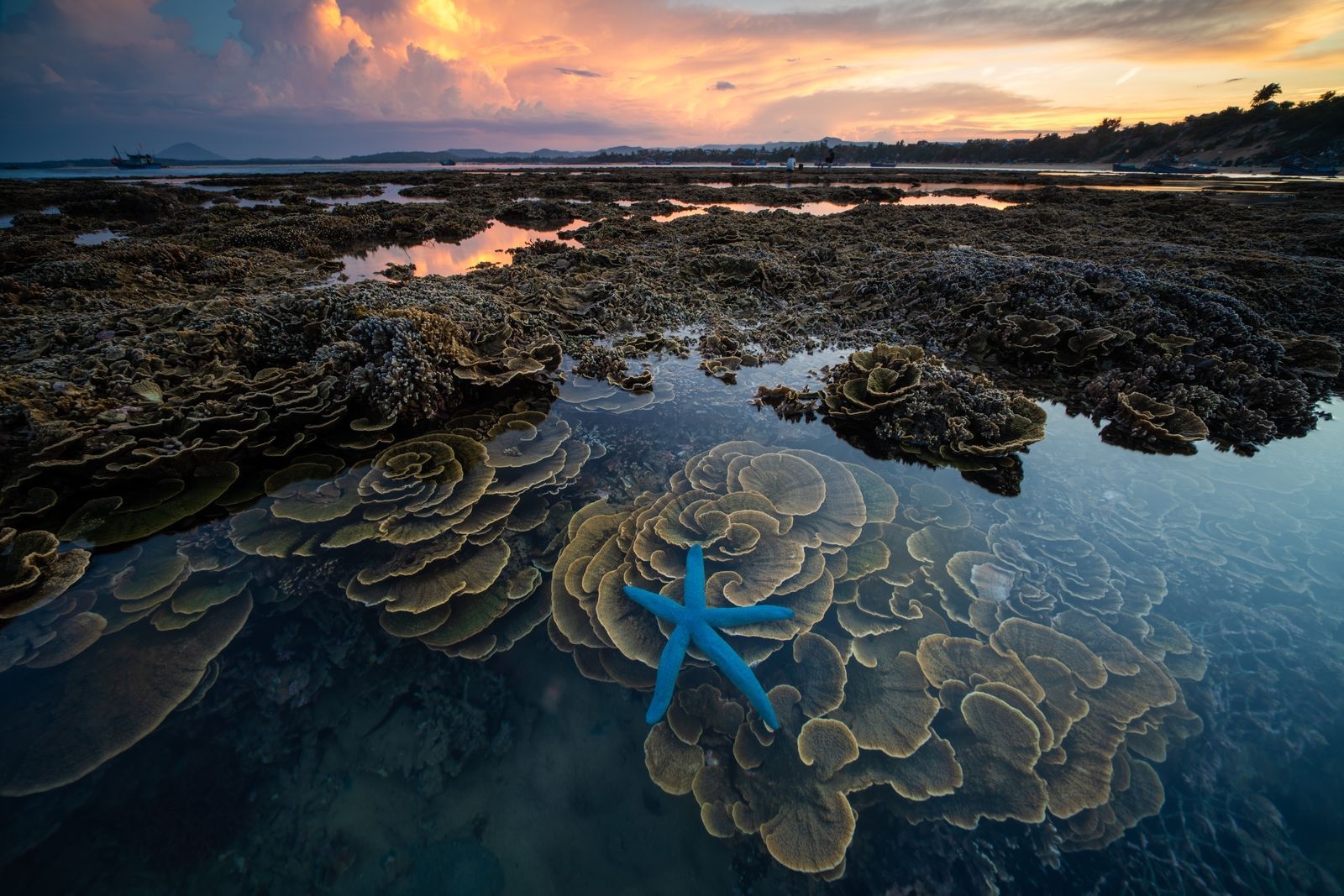 藍色海星 攝影：Thien Nguyen， 國家地理〈你的觀點〉