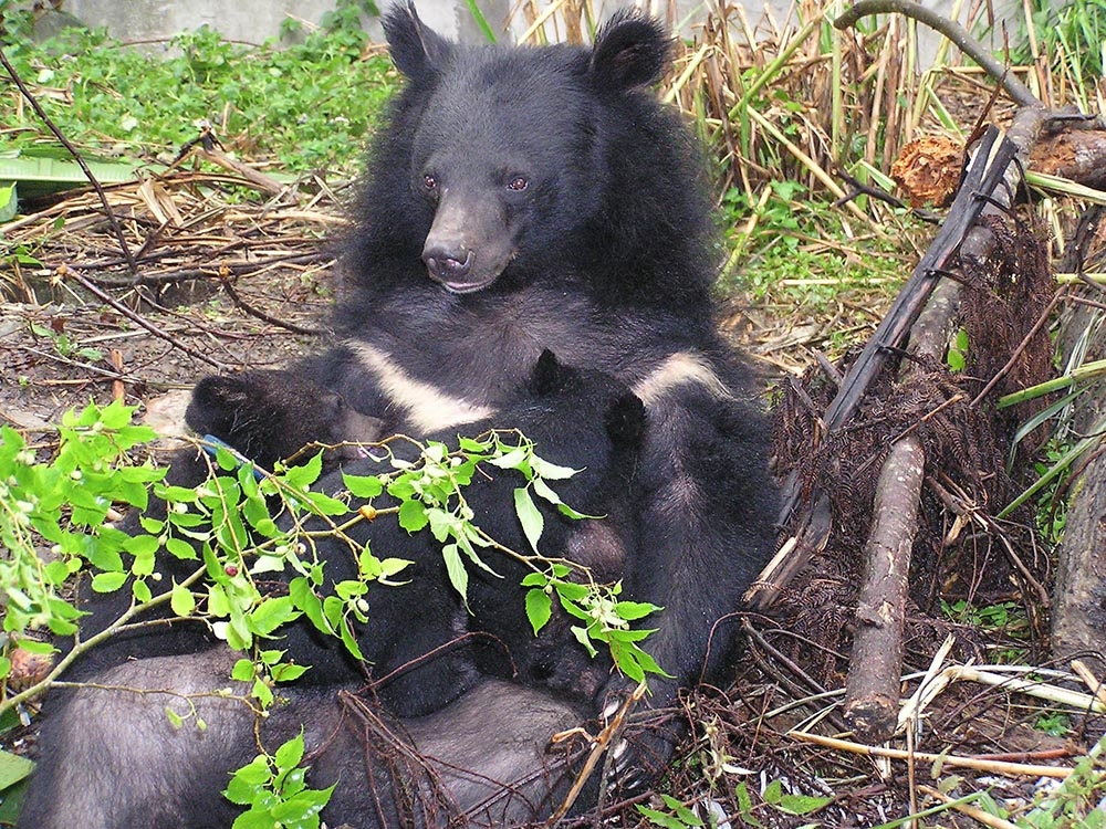 【華人探險家專欄 ─ 黃美秀】精通十八般武藝的台灣黑熊