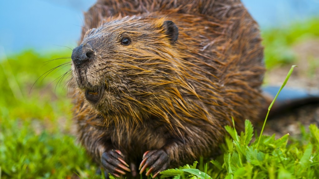 【動物好朋友】美洲河狸(Beaver)