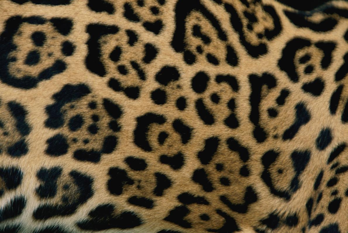 你能看出美洲豹與花豹的不同之處嗎？