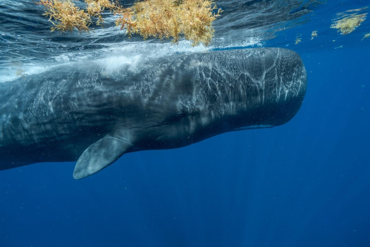 加勒比海的抹香鯨面臨許多威脅：汙染、氣候變遷、漁具纏繞、船隻撞擊。指頭的家族有很多成員已在近年內死亡，所以這個家族最後與另一家族合併。照片中的鯨魚是酷愛社交的開罐器，屬於另一家族。<BR> PHOTOGRAPH BY BRIAN SKERRY