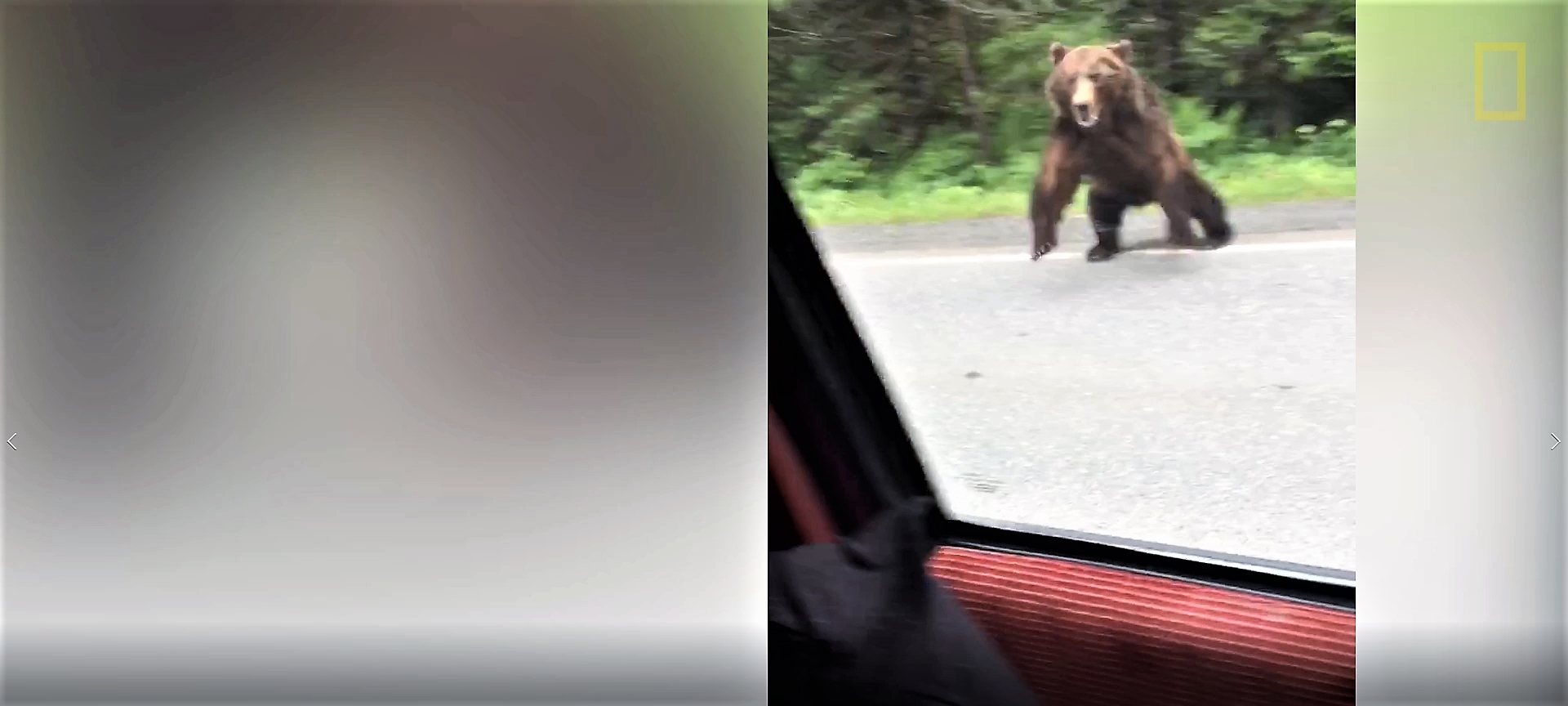 怵目驚心的影片：一隻棕熊撲向一部汽車