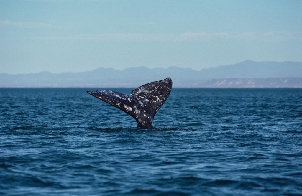 灰鯨打破哺乳類最長距離遷移紀錄