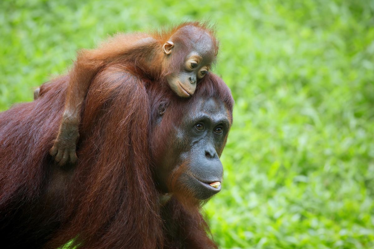 看見珍貴的紅毛猩猩 ─ 西必洛人猿庇護中心 (Sponsored)