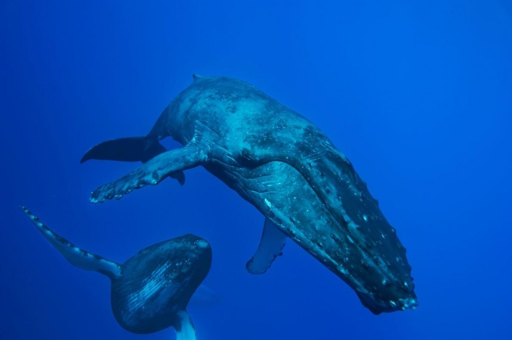 神祕的座頭鯨「歌曲」被偵測到了？