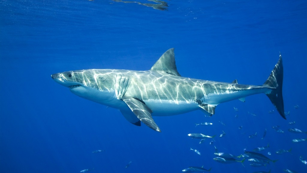 【動物好朋友】大白鯊(Great White Shark)