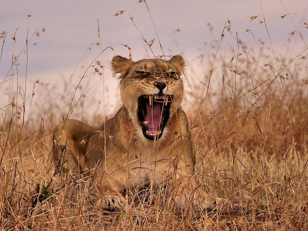野性的呼喚：肯亞母獅