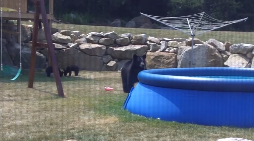 泳池裡有熊