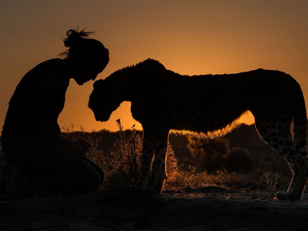 夕陽下的散步：獵豹之愛