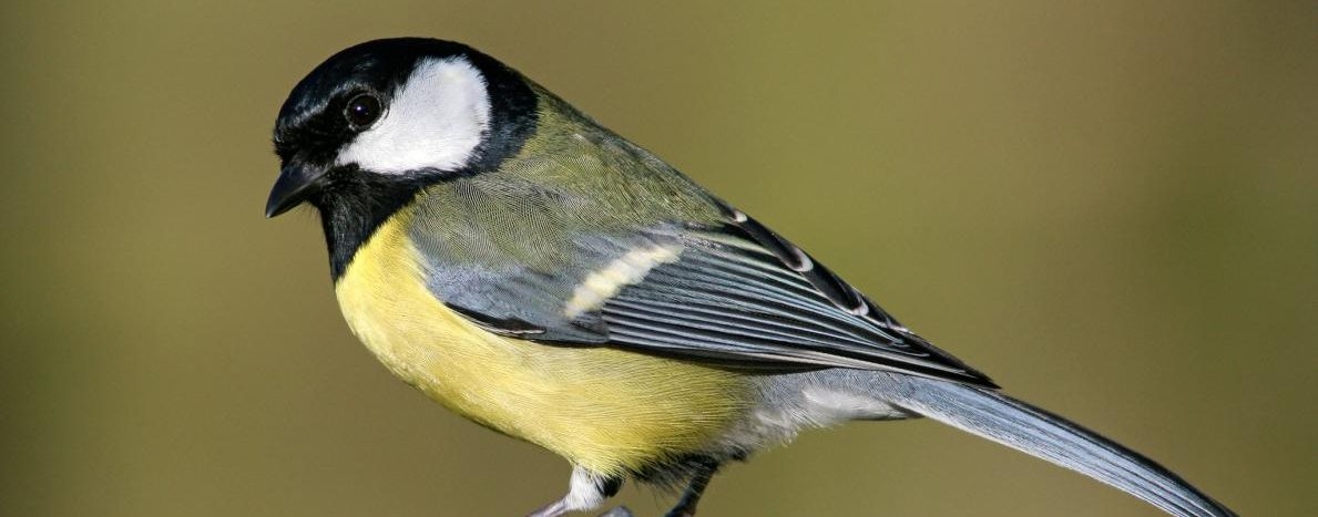 餵鳥器、雀鳥喙，還有達爾文的演化論
