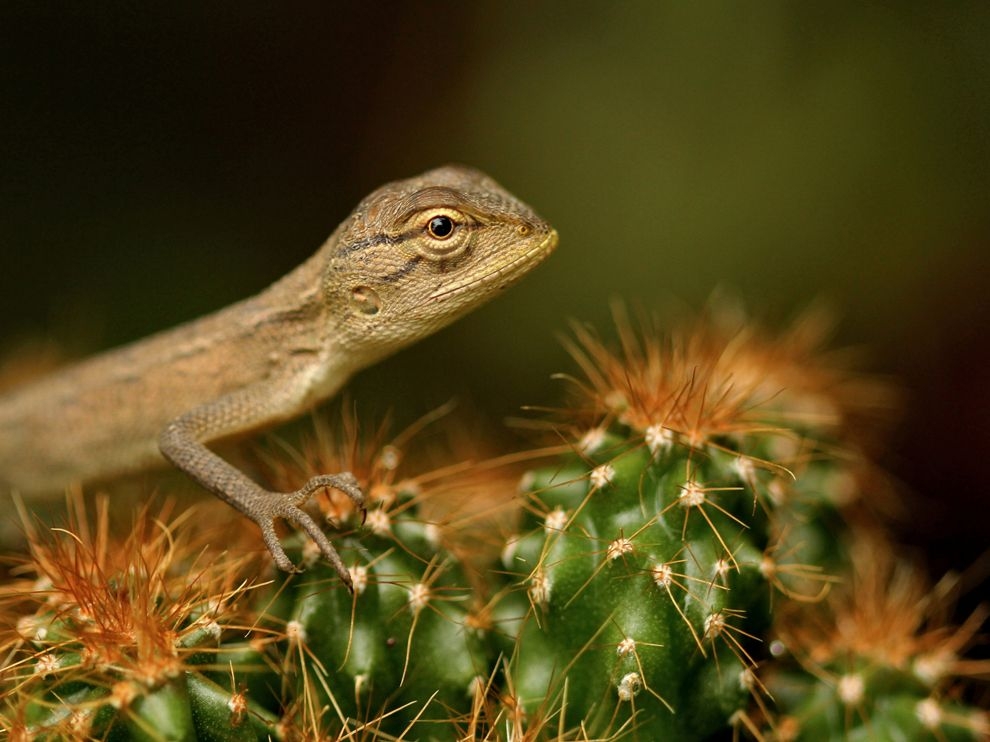 印度：花園裡的蜥蜴