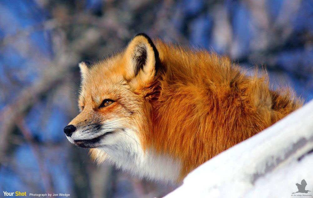赤狐
