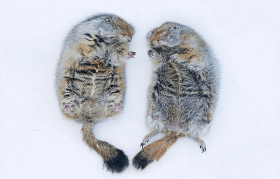15種可愛動物玩雪，哪些讓你想抱緊處理?