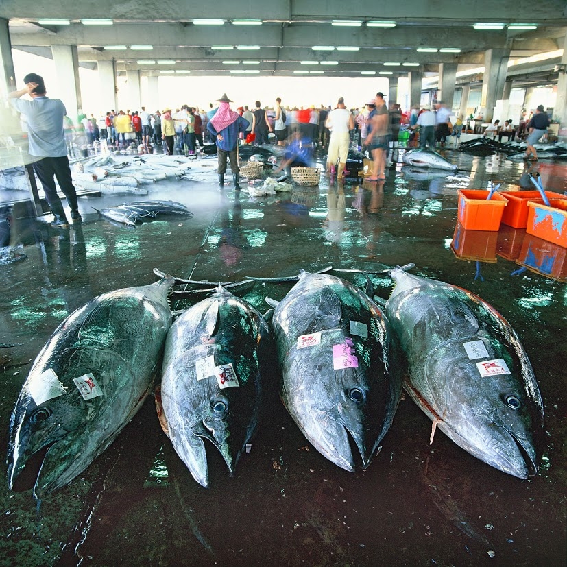 他山之石：從〈大魚小傳〉看台灣大型魚保育
