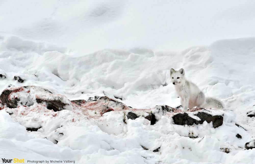 坐在獵物上的北極狐