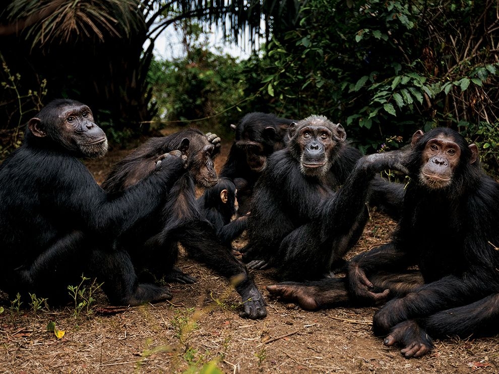 團聚時光：岡貝黑猩猩