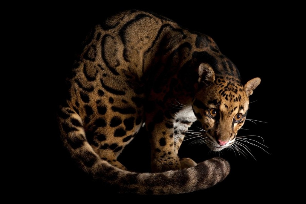 老虎的數量逐漸減少，走私者會把目標轉向其他貓科動物嗎？