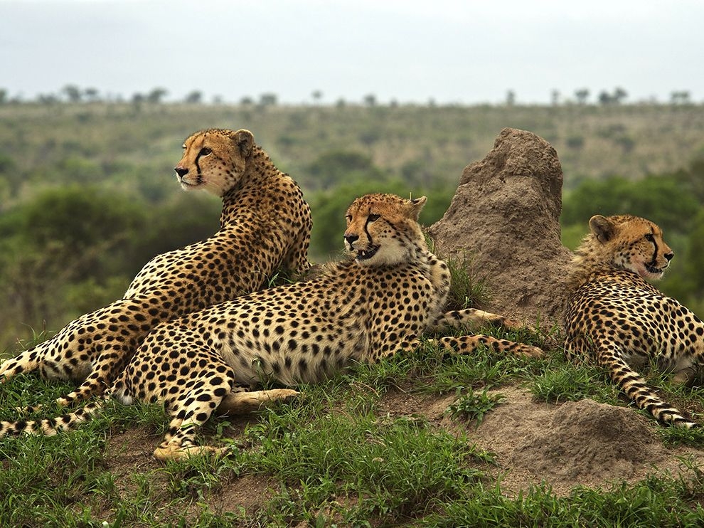原野守望：南非獵豹