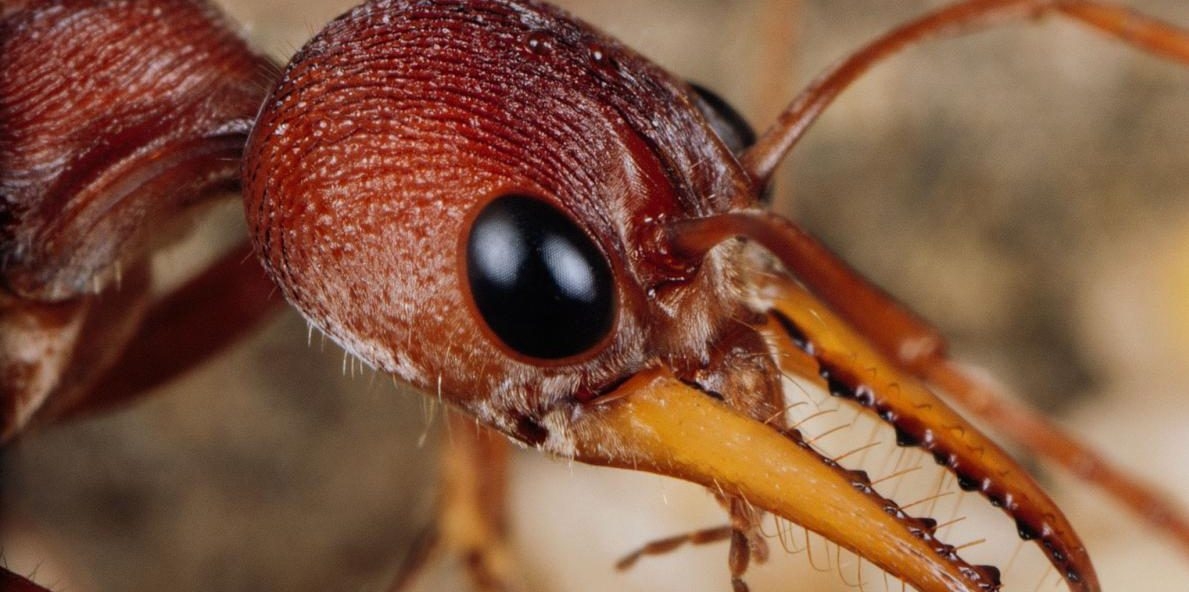 螞蟻為什麼要埋葬同伴？社會性昆蟲的葬禮二三事- 國家地理雜誌中文網