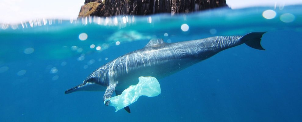 遭塑化劑危害健康的不只人類，連海豚都被拖下水
