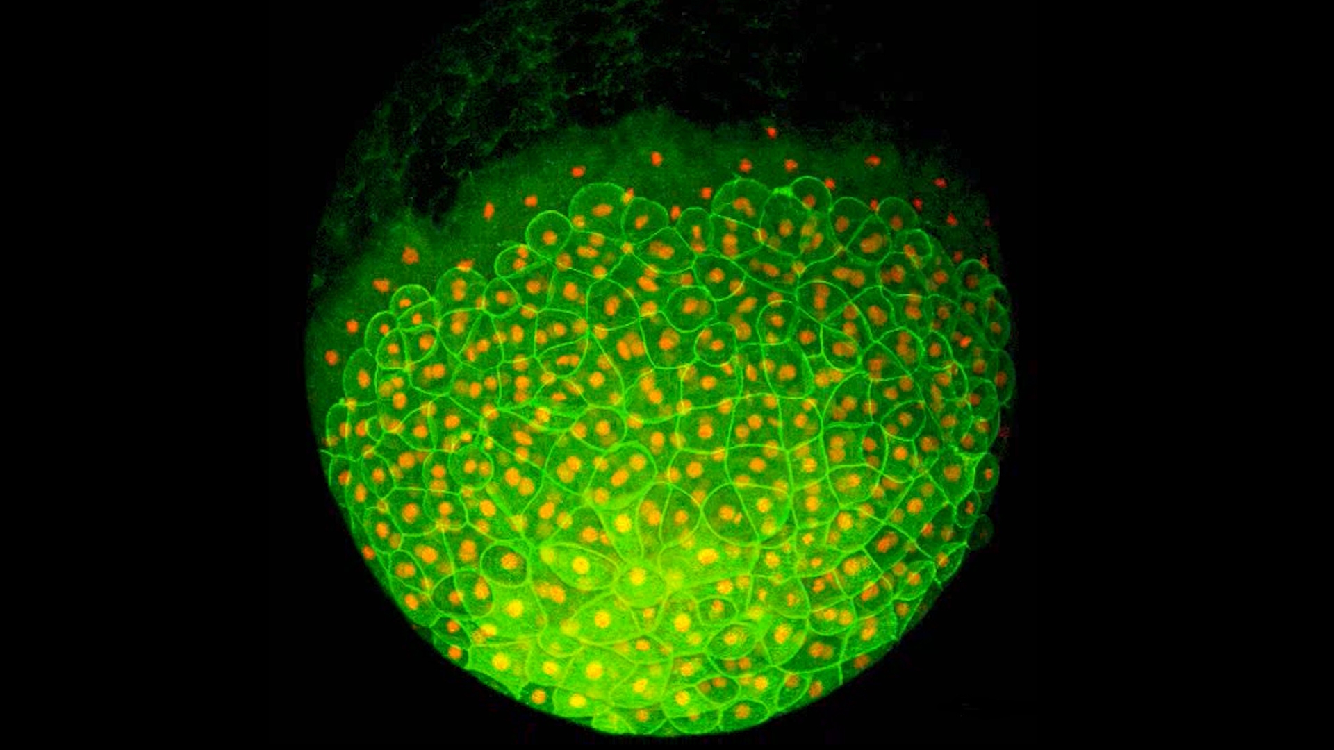 看一顆幹細胞長成完整生物