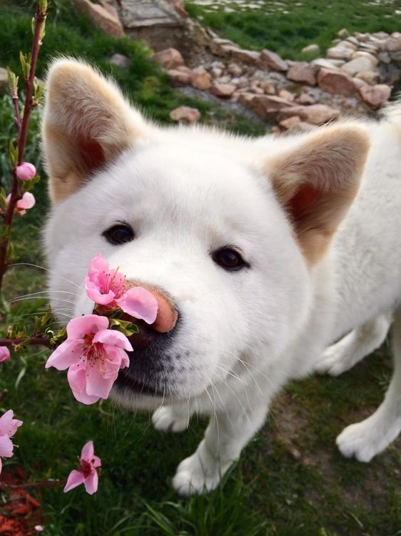 小狗與櫻花
