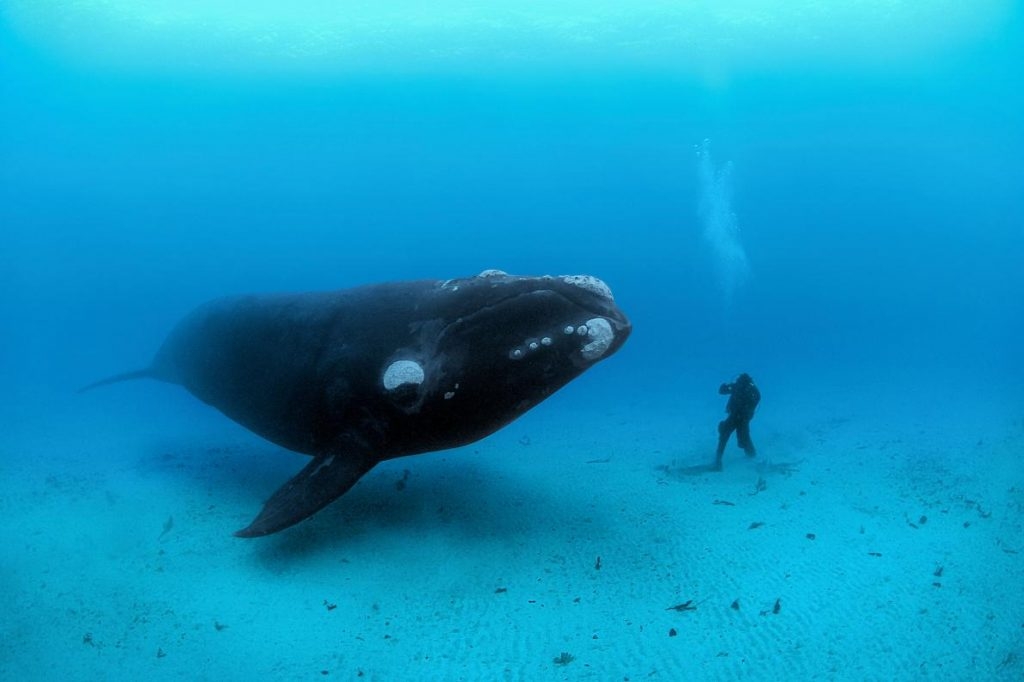 一頭南露脊鯨在紐西蘭奧克蘭群島外接近一名潛水員。PHOTOGRAPH BY BRIAN J. SKERRY, NATIONAL GEOGRAPHIC CREATIVE