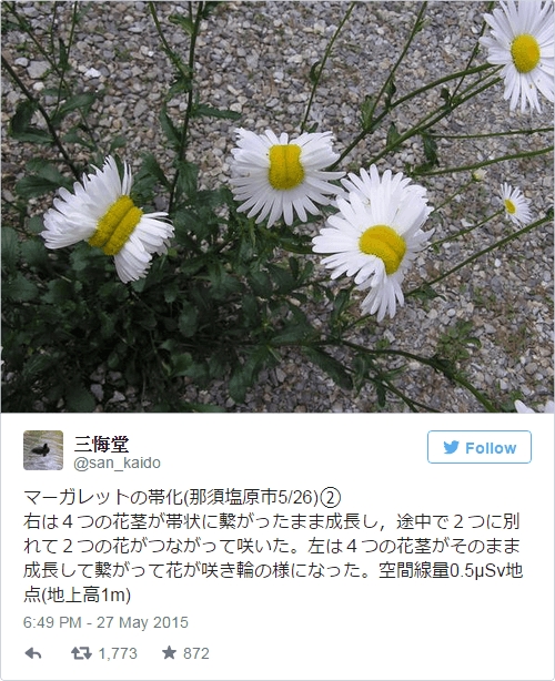 雛菊突變真的是福島輻射惹的禍？