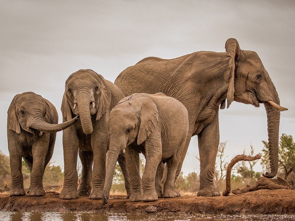 非洲巨人：波札那象群