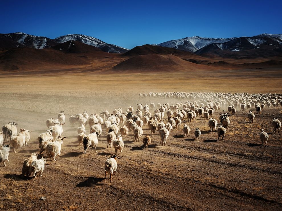 中國：邂逅羊群