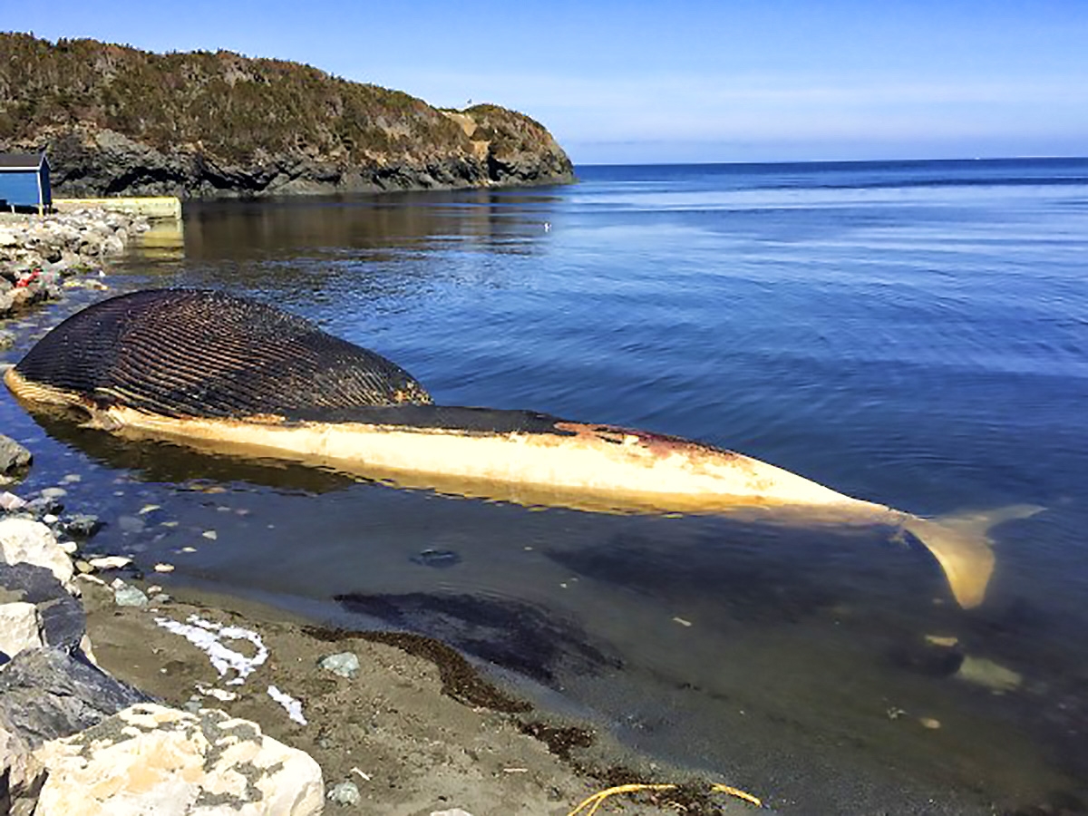 腐壞中的鯨魚為什麼會爆炸？