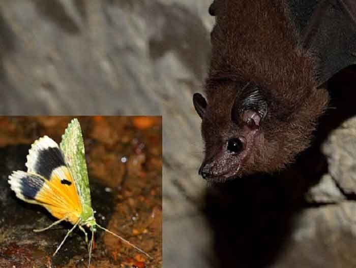 蝙蝠與蛾的聲音演化競賽