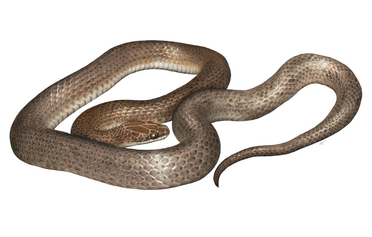 科學家在一條蛇的肚子裡面……發現了另一條全新蛇種- 國家地理雜誌中文網