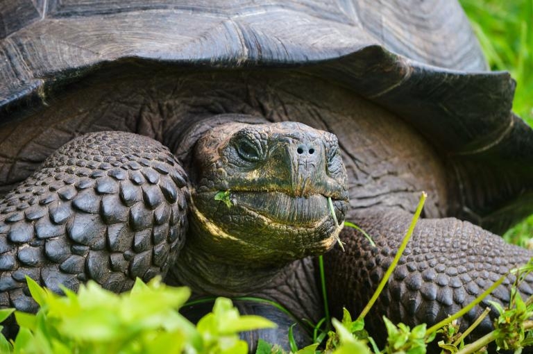 加拉巴哥群島發現新種大型陸龜